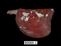 藏品(澳洲鶯蛤)的圖片